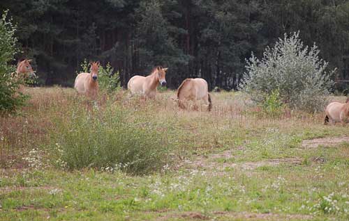 Przewalski-Herde Przewalski-Herde_28
