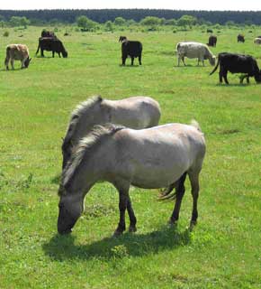 Schferhaus - Beweidung mit Galloways u. Koniks