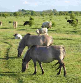 Schferhaus - Beweidung mit Galloways u. Koniks