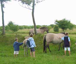 Schferhaus - Beweidung mit Galloways u. Koniks
