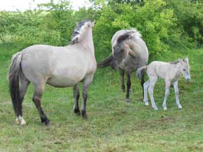 Schferhaus - Beweidung mit Galloways u. Koniks