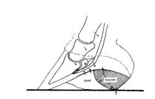 Grafik Hufrollesituation,  Dr. H. Strasser 