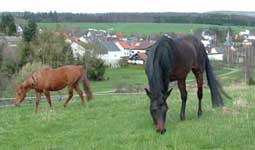 ganzjhrige Weidehaltung