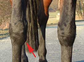 Arthrose an der Innenseite des rechten Karpalgelenks