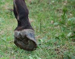 Przewalski-Hufe