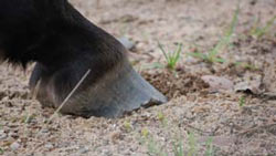 Przewalski-Hufe