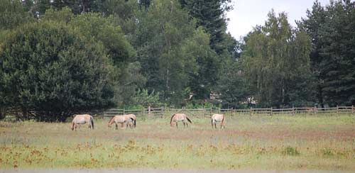 Biotop Campo Pond_10